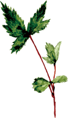 和漢植物トウキのイラスト